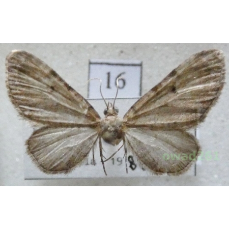 Eupithecia absinthiata (Clerck, 1759) Czech16
